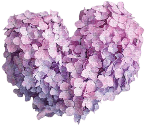 heart hydrangea - nemokama png
