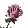 blooming rose pink - GIF animate gratis