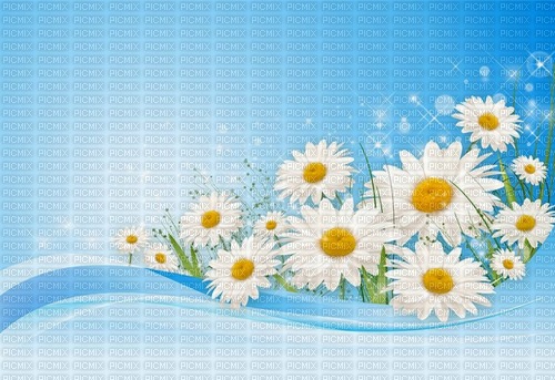 daisy background - PNG gratuit