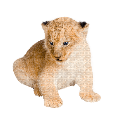 lion kitten - Free PNG