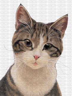 cat chat katze animal  gif  anime animated animation      fun animals - Ücretsiz animasyonlu GIF