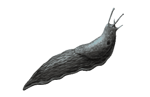slug insane - Free animated GIF