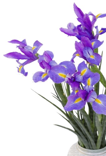 Iris flower - png gratis