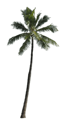 palma - фрее пнг