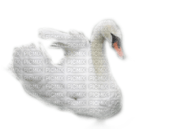 swan - zdarma png