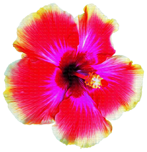 Flower.Pink.Yellow - 免费PNG