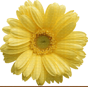 цветок георгин - Gratis animeret GIF
