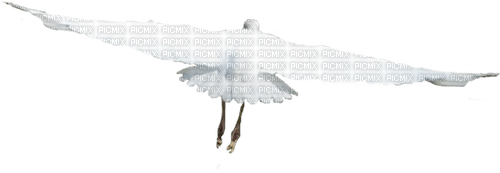 white stork Bb2 - PNG gratuit