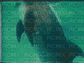 dolphins vhs - Gratis geanimeerde GIF