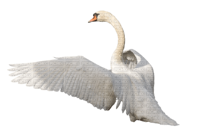 Kaz_Creations Swans Swan Birds - png gratis