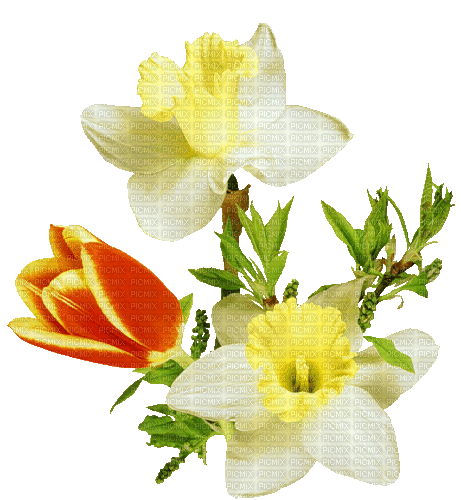 Blumen, Narzissen, Tulpe, Flowers - Бесплатни анимирани ГИФ