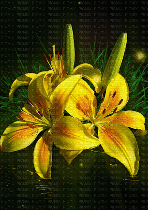 ani-bg-flowers-blomma-yellow--gul - Darmowy animowany GIF