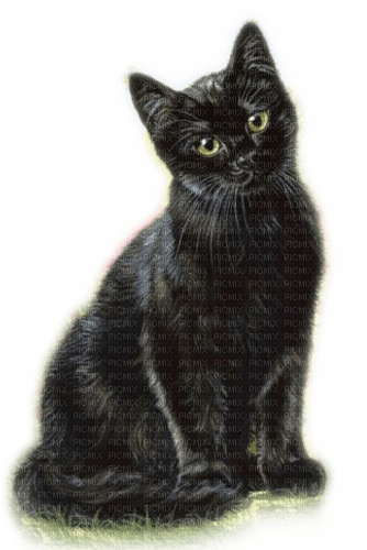 Rena black Cat Katze Tier Animal - besplatni png