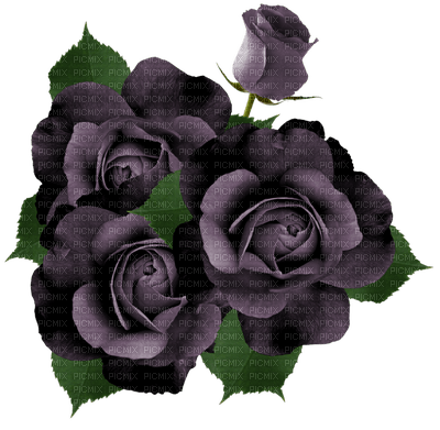 rose noir.Cheyenne63 - png gratis