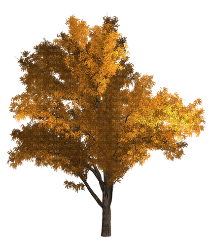 Autumn Tree - 免费PNG