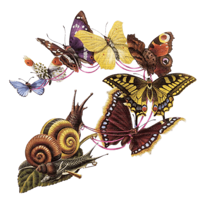 papillon - Free PNG