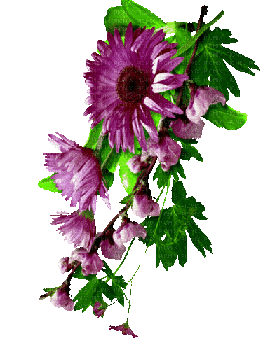 Animated.Flower.Purple - By KittyKatLuv65 - Gratis geanimeerde GIF