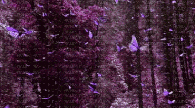 Papillion - Zdarma animovaný GIF