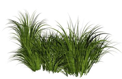 grass bp - Free PNG