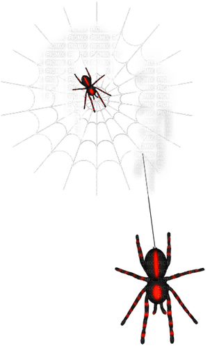 Spiders.Web.White.Black.Red - безплатен png