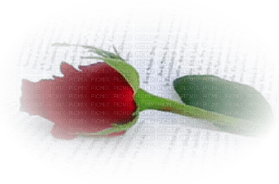 rose rouge - besplatni png