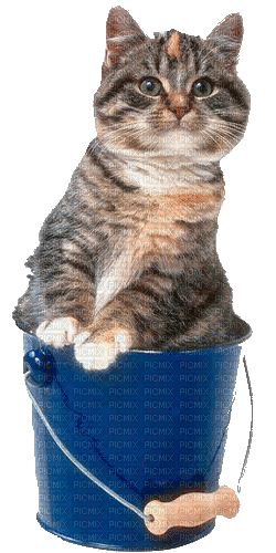Cat, Katze - GIF animado gratis