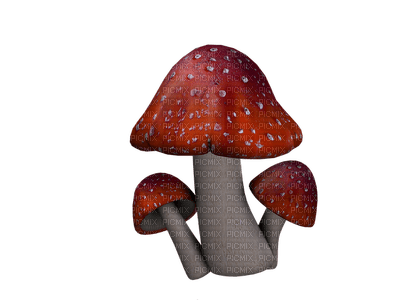 autumn, syksy, sieni, mushroom - nemokama png