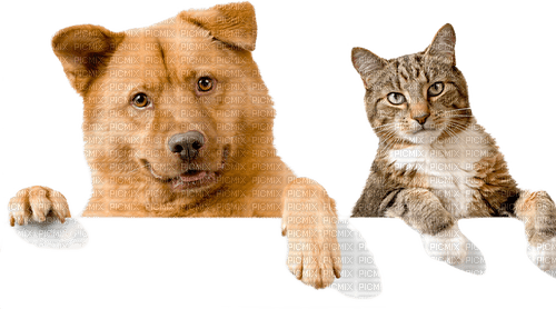 Dog and Cat - PNG gratuit