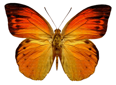 butterflies katrin - ücretsiz png