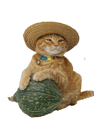 Katze, Cat, Hut, Melone, - Gratis animeret GIF