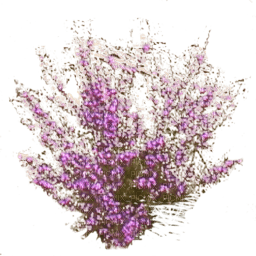 plante-purple-flower - kostenlos png