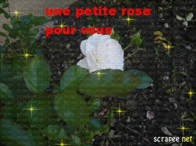une rose pour vous - Darmowy animowany GIF