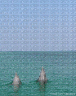 dauphin - Ilmainen animoitu GIF