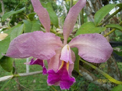 orquídea - gratis png