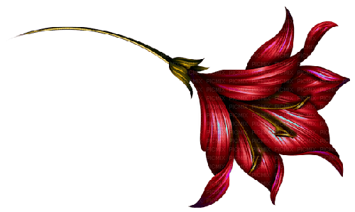 red flower - nemokama png
