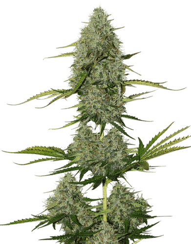 cannabis plant - PNG gratuit