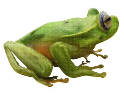 Kaz_Creations Frogs Frog - bezmaksas png