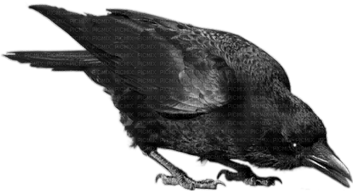 crow by nataliplus - Free PNG