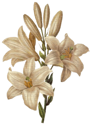 fleur p fleur - Gratis geanimeerde GIF