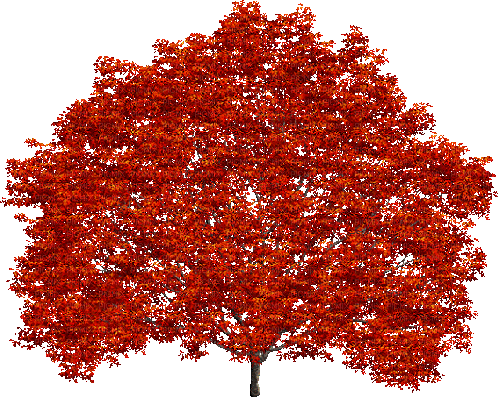 arbre tree garden bushes bush - Безплатен анимиран GIF