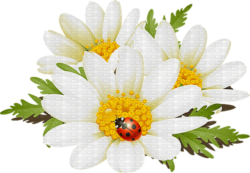 Daisies-RM - zdarma png