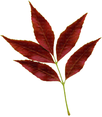 MINOU-RED-BLADKVIST-leafy branch - фрее пнг
