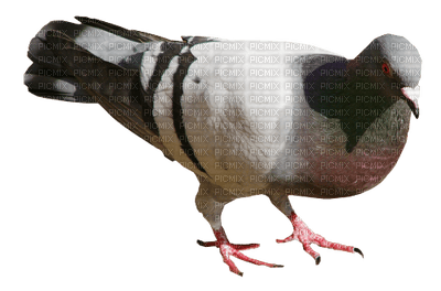 Colombe.Dove.Pigeon.Victoriabea - Free PNG