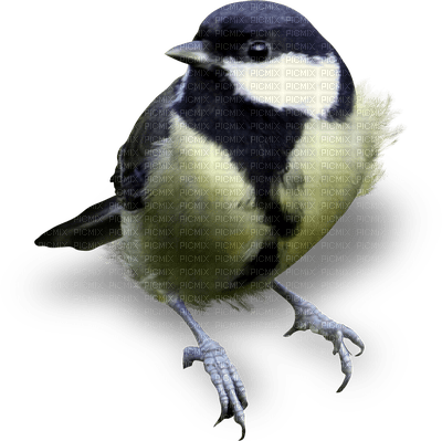 birds anastasia - png gratuito