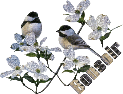 photo d'oiseaux - GIF animasi gratis