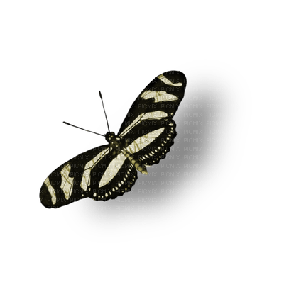 patymirabelle papillon - png ฟรี
