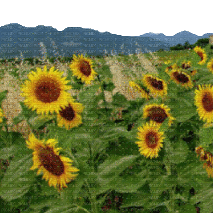 Sunflower.Tournesol.Fond.gif.Victoriabea - Безплатен анимиран GIF