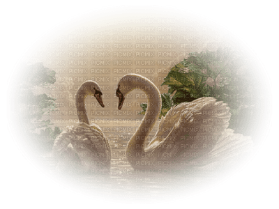 patymirabelle cygne - 無料png