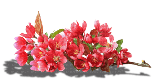 Spring Blossom - zdarma png