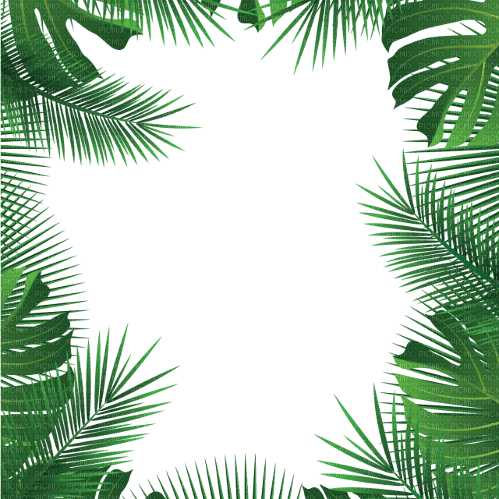 jungle palm tree frame jungle palmier cadre